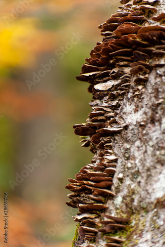 Fungus on Dead Tree - Cranberry Glades Botanical Area - Monongahela National Forest - West Virginia photo