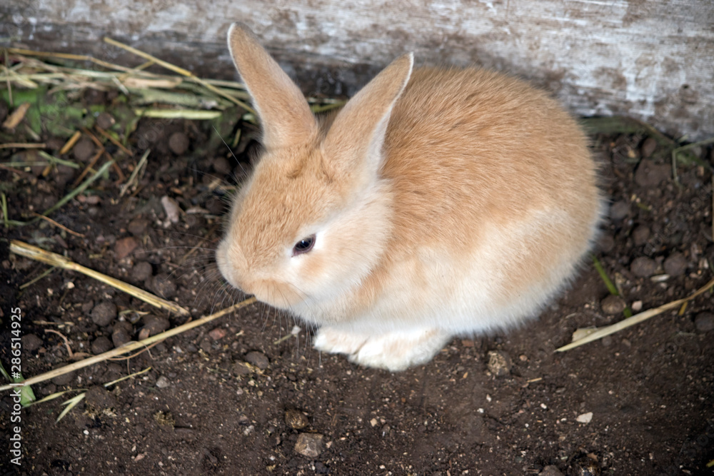 a baby hare or leveret Stock Photo | Adobe Stock