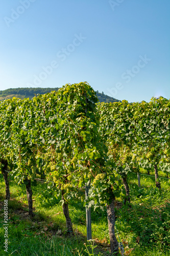Fototapeta Naklejka Na Ścianę i Meble -  Vineyard with growing white wine grapes, riesling or chardonnay grapevines in summertime