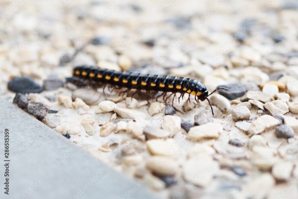 caterpillar on ground