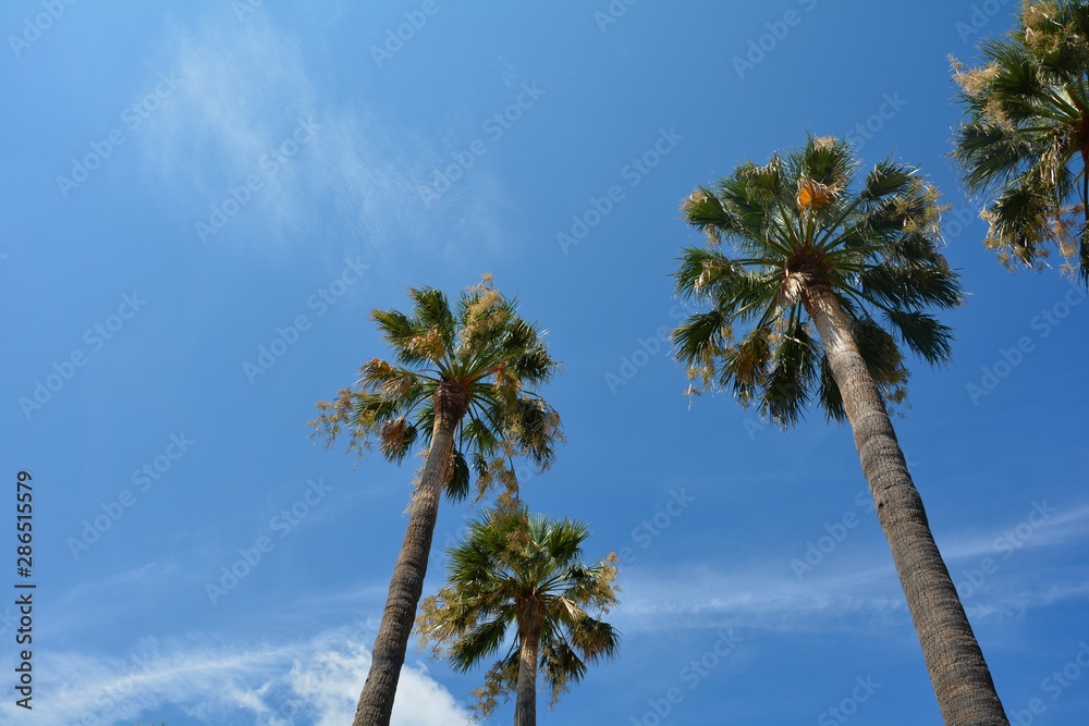 Some palm trees in southern France with blue sky Some palm trees in southern France with blue sky