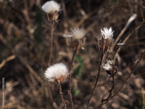 flower in the field