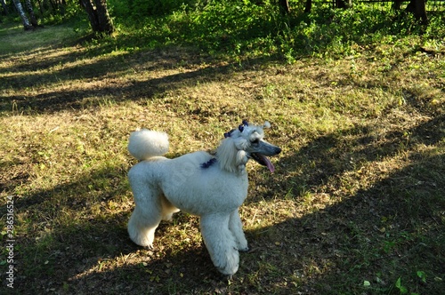 standard white poodle in the park