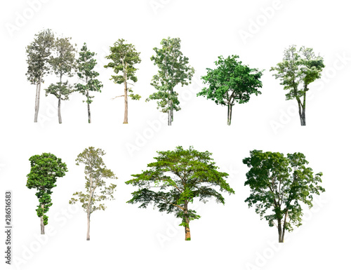  Isolated of trees on the white background. Vector EPS 10.