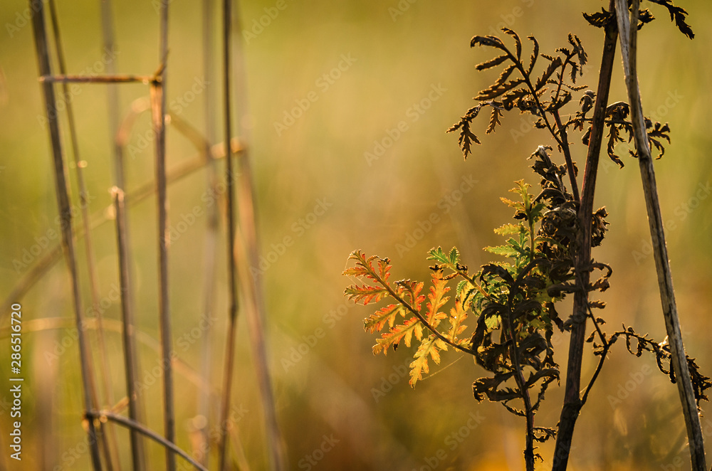 Obraz premium AUTUMN FIELDS AND MEADOWS - Colorful wild plants in the morning sunshine