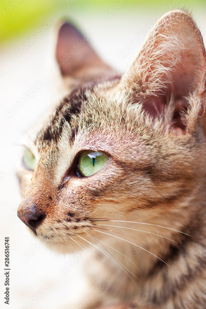 portrait of cat with blue eyes on white background