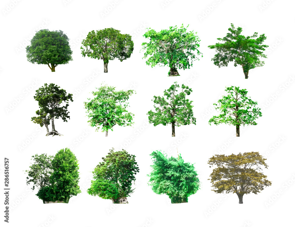  Isolated of trees on the white background. Vector EPS 10.