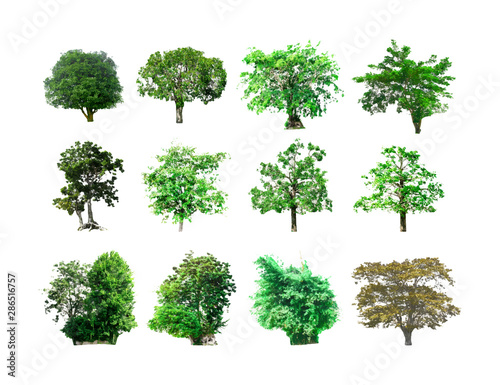  Isolated of trees on the white background. Vector EPS 10.