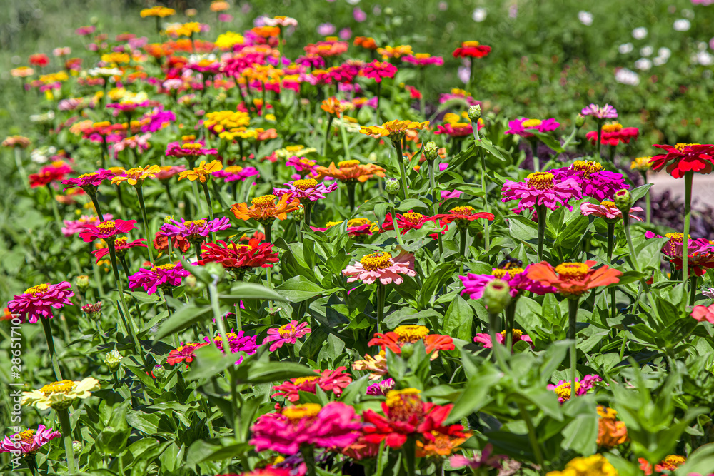 Flowers on a flowerbed in the park close-up as a background