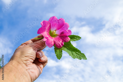 Mallow flower in hand against the sky