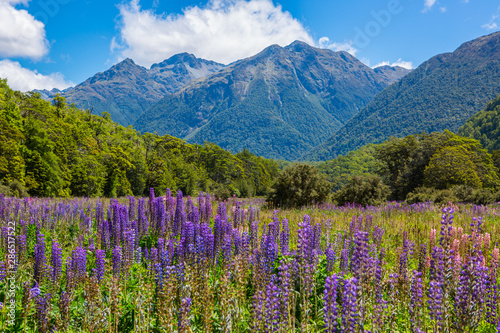 Flower meadow with mountain ranges in the distance.