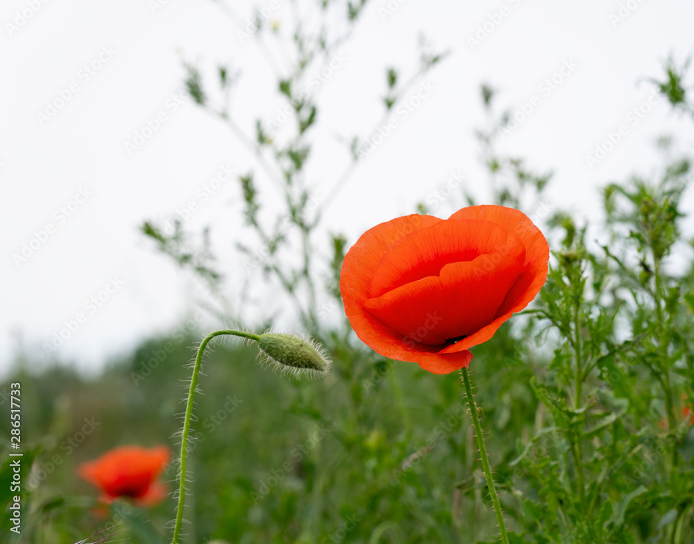 Obraz premium Red poppies in the morning light. Polyana with red poppy flowers on a green blur background. A lonely poppy flower. Field of poppies