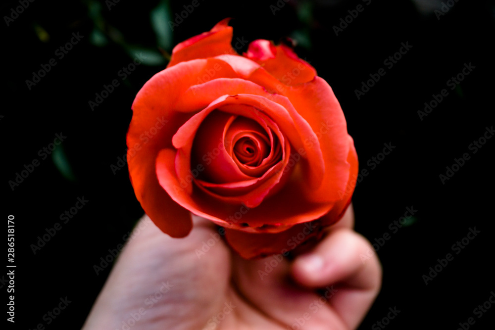 red rose in hand red rose in hand