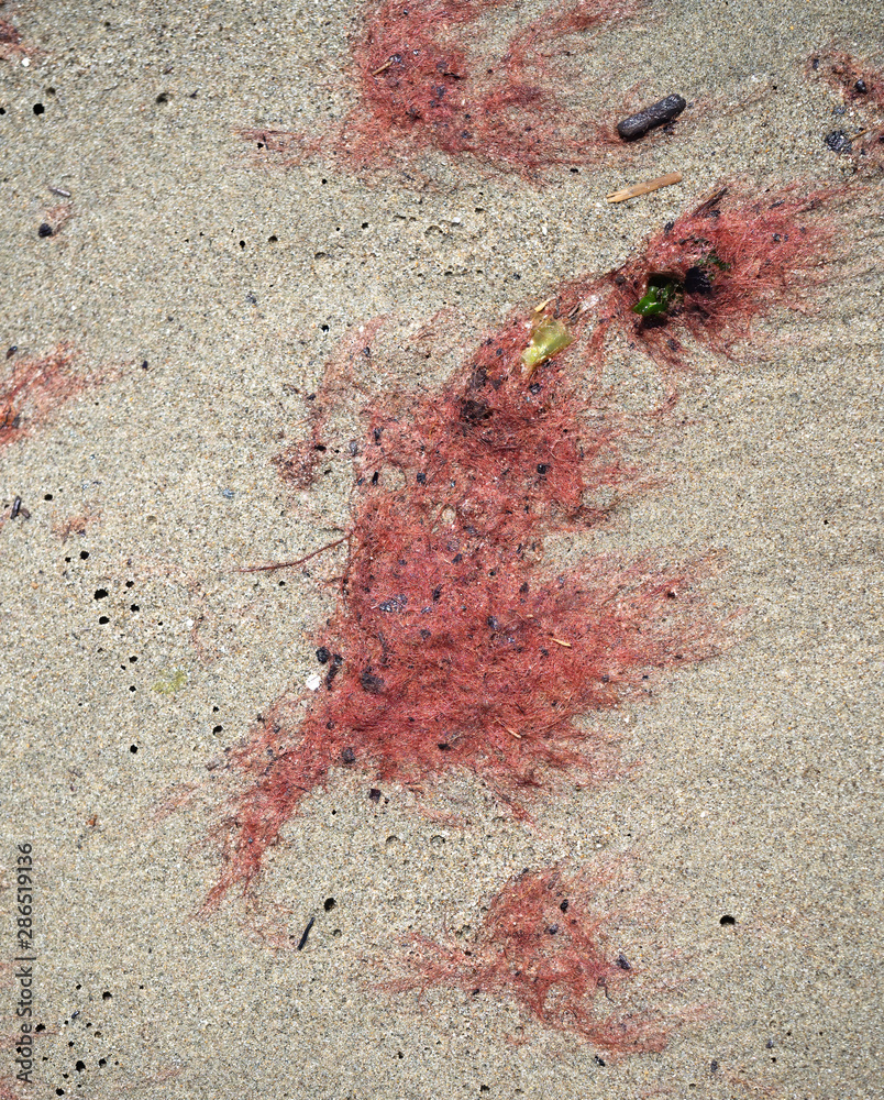 Red tide aka algal bloom, phytoplankton washed up on a sandy beach. Red tide aka algal bloom, phytoplankton washed up on a sandy beach.