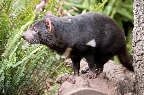 this is a side view of a Tasmanian devil © susan flashman