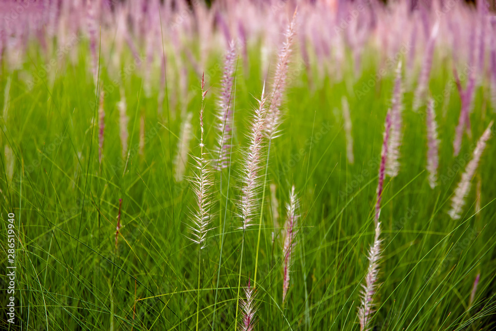 flowers of African Fountain Grass, swaying along the wind in the ornamental garden with blurry green background in the morning Nature.