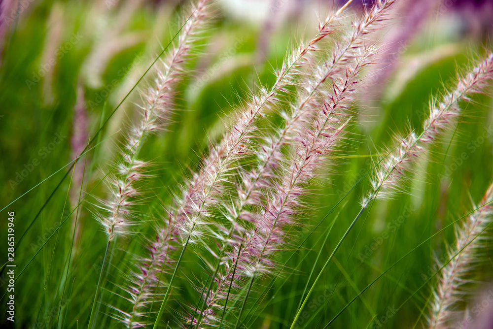 flowers of African Fountain Grass, swaying along the wind in the ornamental garden with blurry green background in the morning Nature.