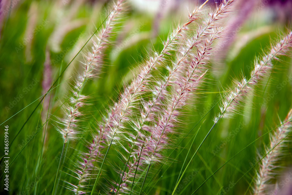 flowers of African Fountain Grass, swaying along the wind in the ornamental garden with blurry green background in the morning Nature. flowers of African Fountain Grass, swaying along the wind in the ornamental garden with blurry green background in the morning Nature.