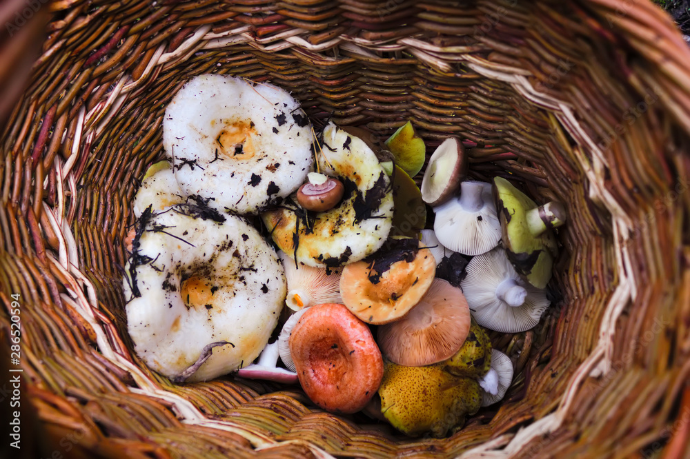 Freshly picked forest mushrooms in a wicker basket top view.