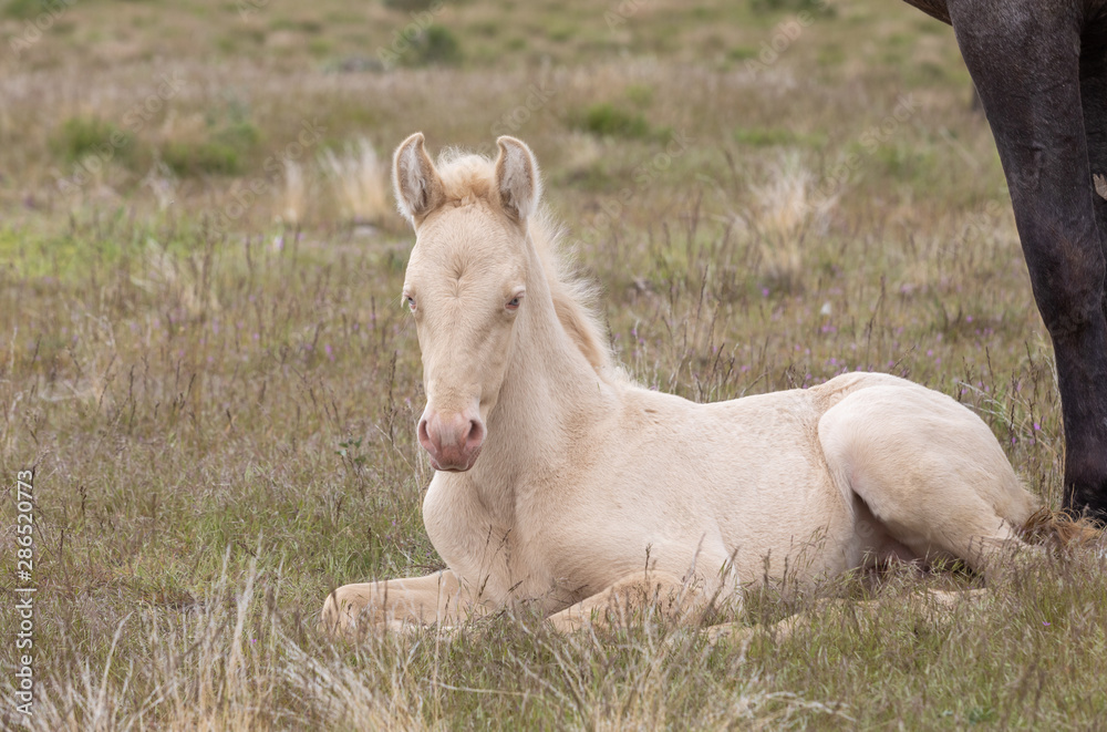 Fototapeta premium Wild Horse Foal Bedded in the Utah Desert
