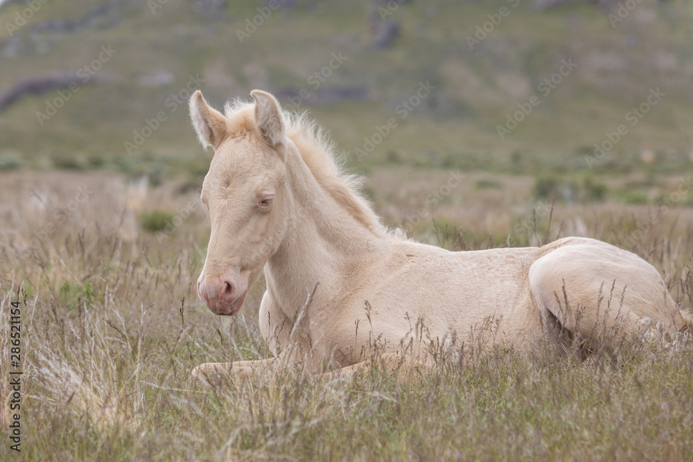 Wild Horse Foal Bedded in the Utah Desert Wild Horse Foal Bedded in the Utah Desert