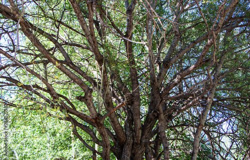  branchy tree in the forest