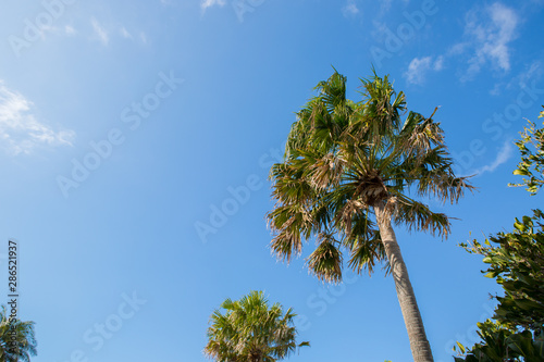 Palm tree set against the clear blue summer sky.