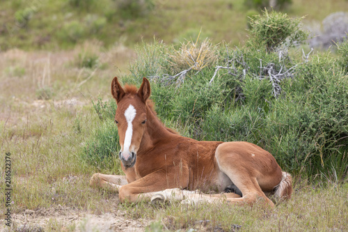 Wild Horse Foal Bedded in the Utah Desert