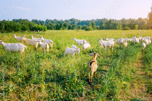 Herd of goats in the village in summer.