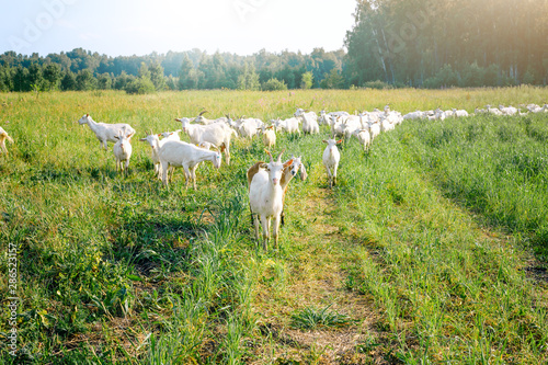 Herd of goats in the village in summer.