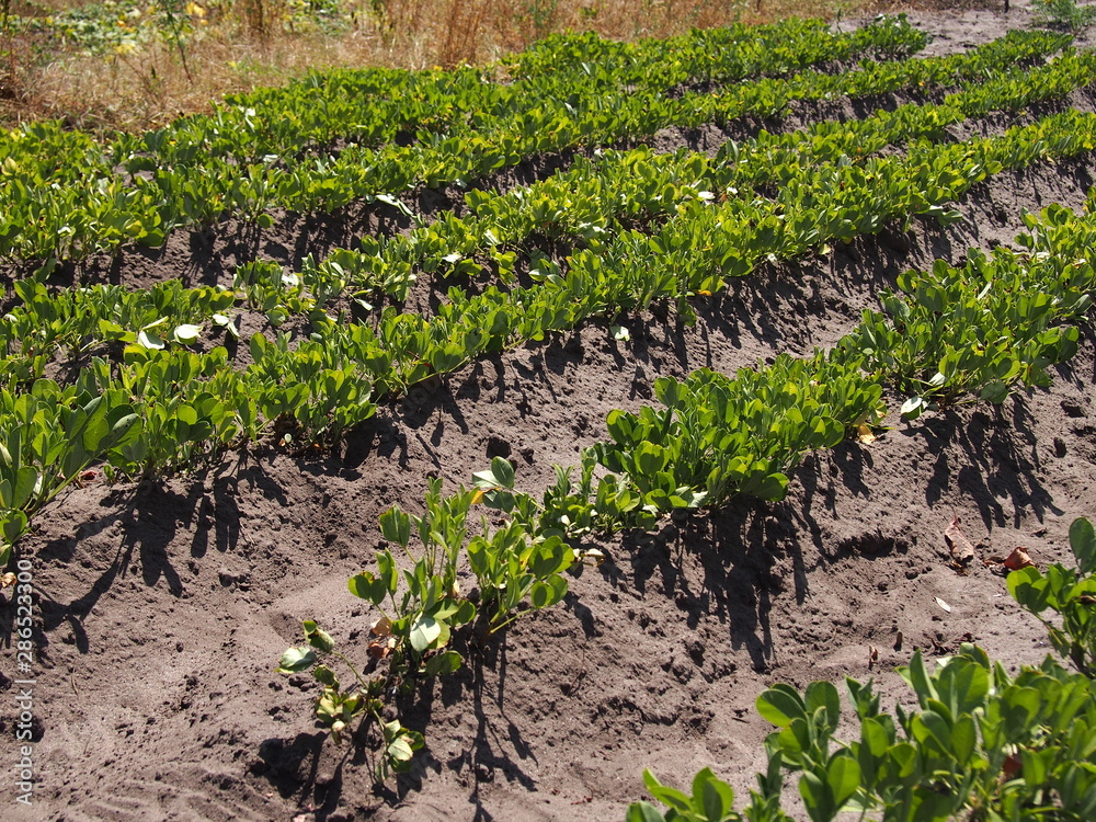rows of young plants in a field rows of young plants in a field