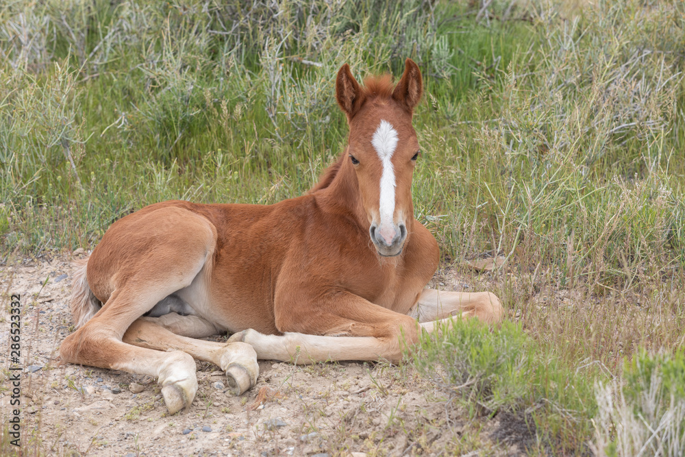Wild Horse Foal Bedded in the Utah Desert Wild Horse Foal Bedded in the Utah Desert