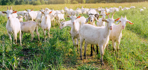 Banner herd of goats in the village in summer.