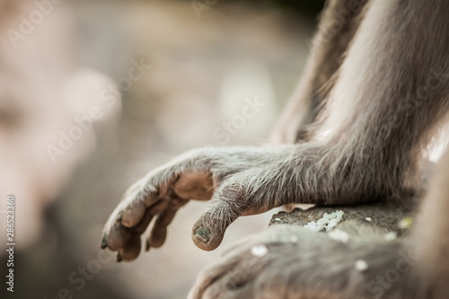 Fototapeta Naklejka Na Ścianę i Meble -  Monkey. Close up photo of monkey's hands and legs