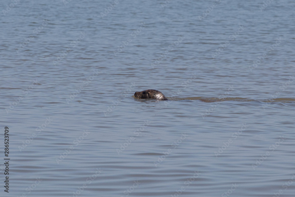 Fototapeta premium A Seal Comes Up For Air