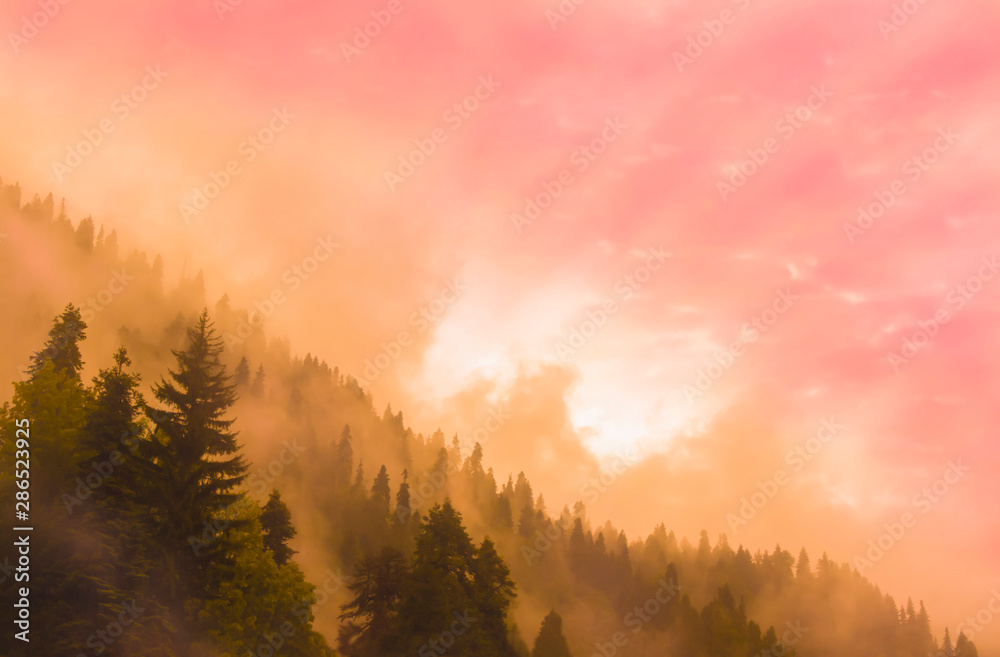 Beautiful mountain landscape. Silhouettes of fir trees and mountain forest on the horizon against the backdrop of sunrise and bright pink cloudy sky. Morning nature in the fog. Artistic image.