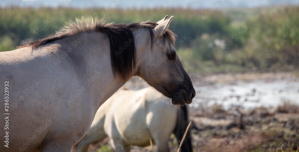 Fototapeta premium The Wild Ponies Grazing The Nature reserve at Minsmere