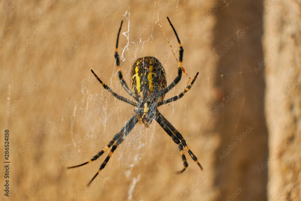 Black and yellow spider isolated with a blurred background Black and yellow spider isolated with a blurred background