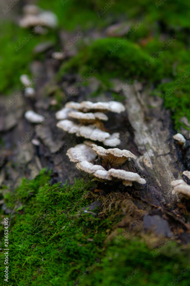 Toadstool mushroom blurry macro photo in green forest Toadstool mushroom blurry macro photo in green forest