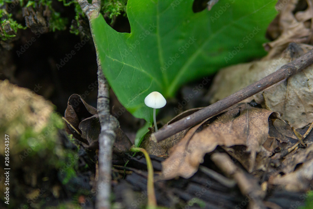 Toadstool mushroom blurry macro photo in green forest Toadstool mushroom blurry macro photo in green forest