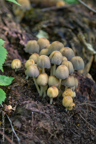 Toadstool mushroom blurry macro photo in green forest