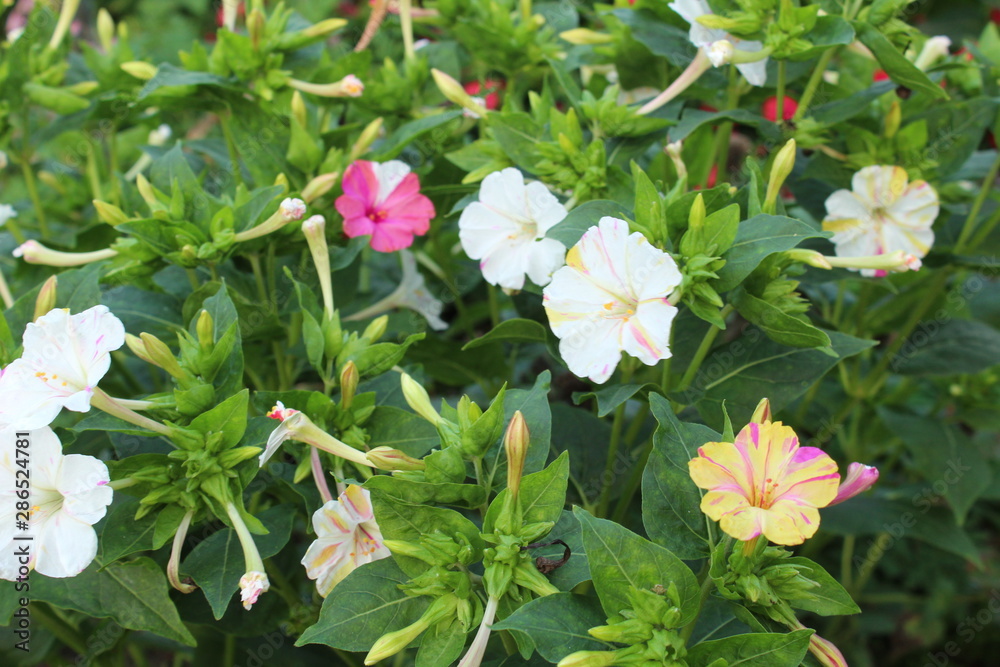 flowers in the garden - mirabilis jalapa flowers in the garden - mirabilis jalapa
