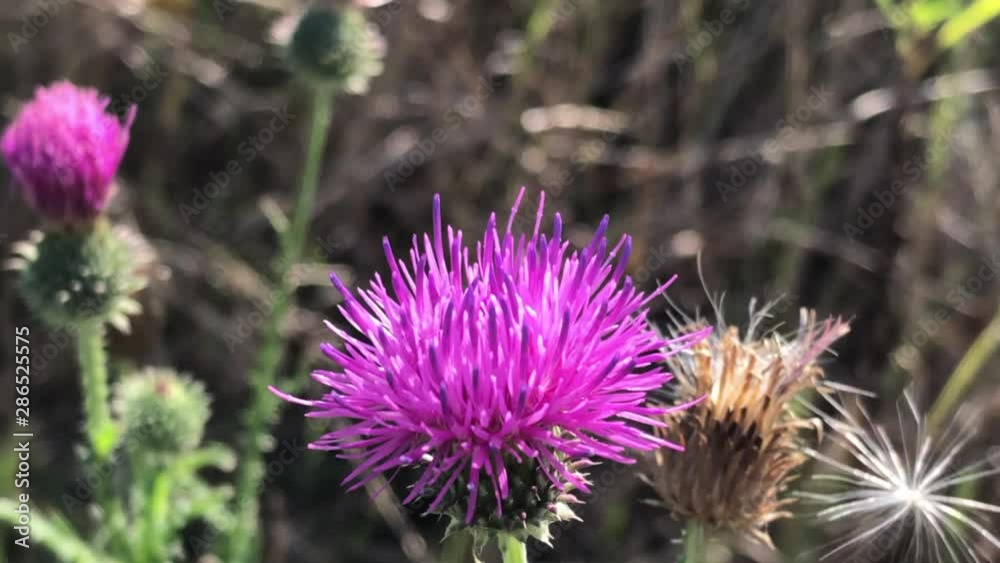 Wild Bee collects nectar on a spear thistle Wild Bee collects nectar on a spear thistle