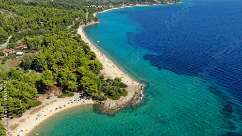 Aerial drone photo of beautiful covered in pine trees paradise sandy organised beach of Lagomandra with turquoise clear sea in Sithonia peninsula, Halkidiki, North Greece