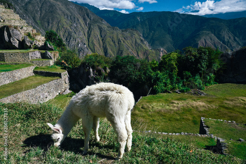 Alpaca at Machu Picchu UNESCO World Heritage Site in Peru 