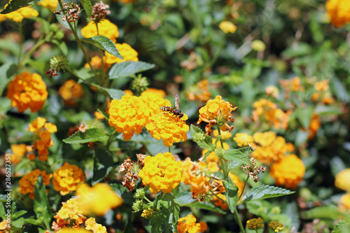 Wasp pollinates wildflowers