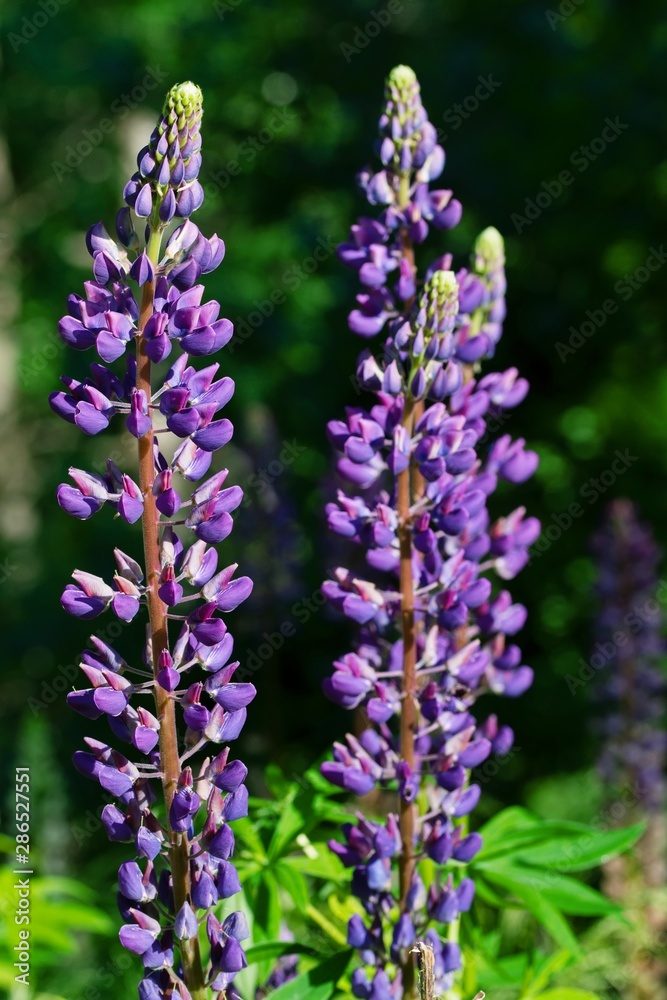 Obraz premium Plant with violet flowers Lupinus polyphyllus.