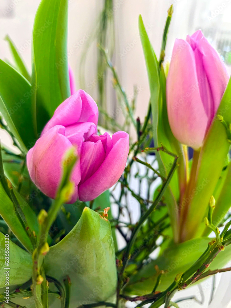 Fototapeta premium close up of rose colored tulips with blossoms and green leafes