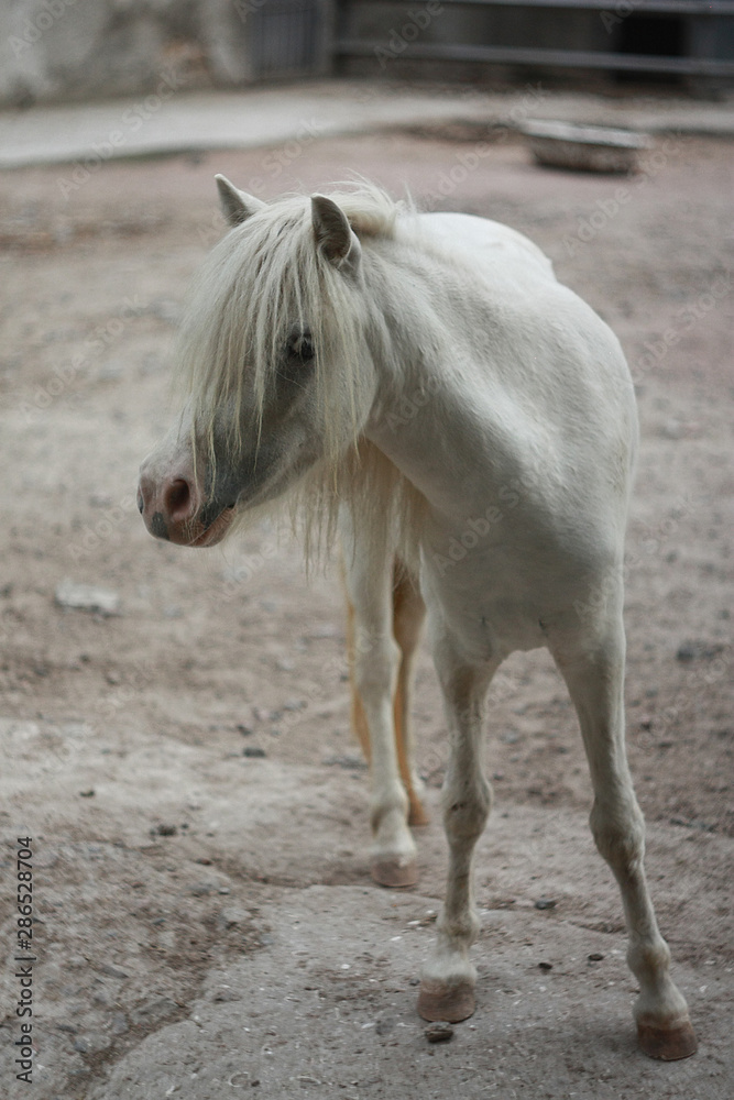 Obraz premium White pony horse