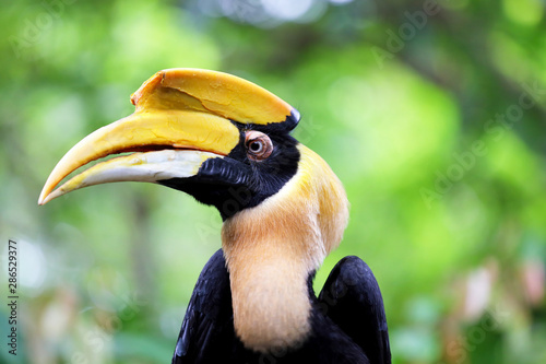 Great hornbill in jungle of Thailand, Animal background